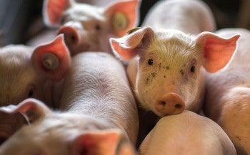 Pigs