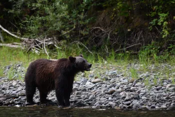Humane Journeys trip into the Great Bear Rainforest
