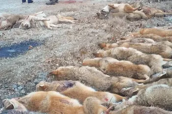 Rows of coyotes to be weighed and counted at wildlife killing contest